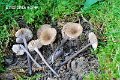 Entoloma exile-amf1988